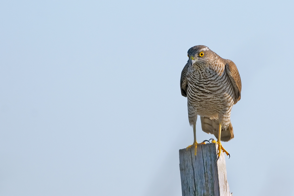 Sparviero (Accipiter nisus)